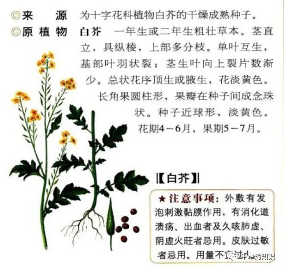 中药材白芥子