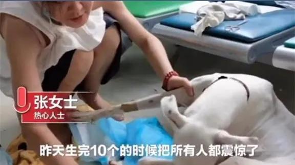 狗狗生下10个宝宝后被送往医院，医生：肚子里太多了，还有10只？