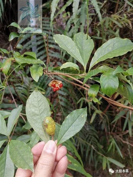 山枝仁见过吗清热生津止渴治虚热心烦口渴咽痛泻痢