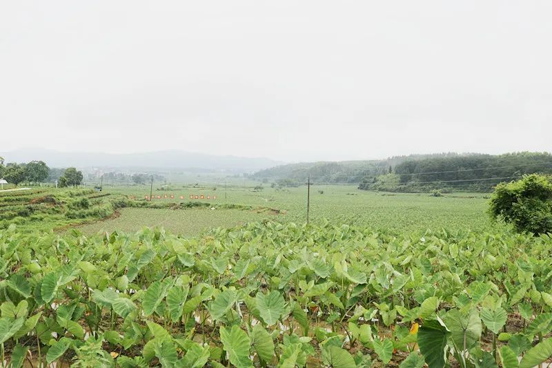荣山村人口_山村风景(2)