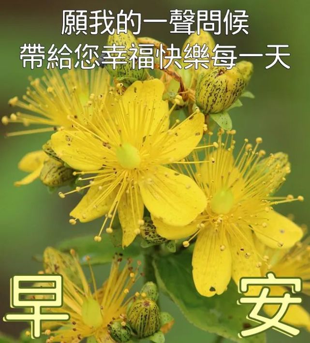 早安祝福问候语大全早安问候语图片带字温馨