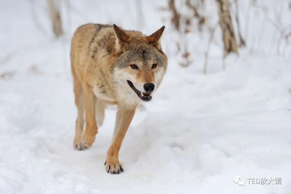 狼(canis lupus l,食肉目犬科犬属,又名野狼,豺狼,灰狼.