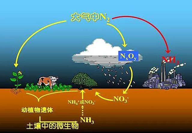 人工固氮方式之一—合成氨