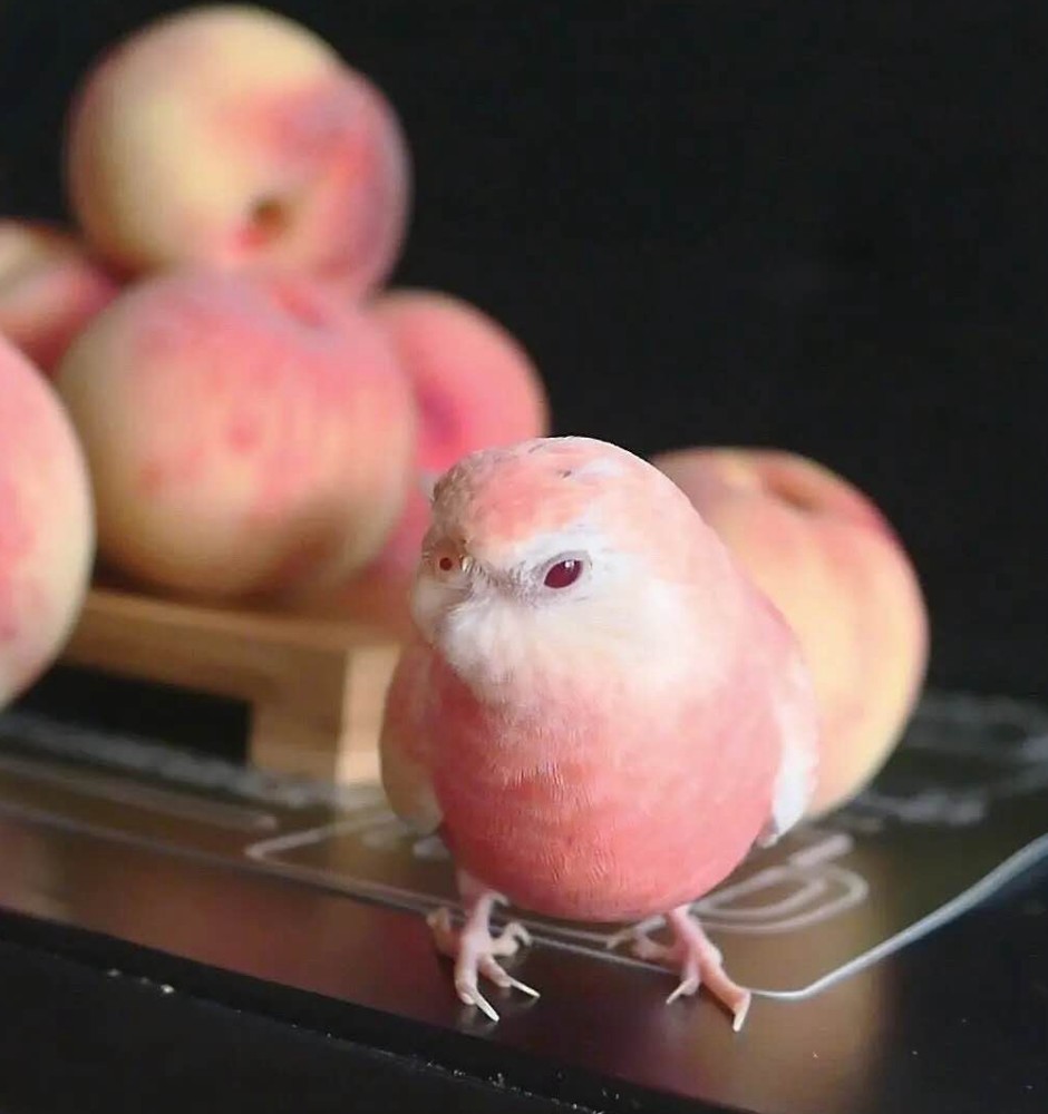 水蜜桃堆里混进一只小鸟，让人忍俊不禁：你是水蜜桃本桃吗