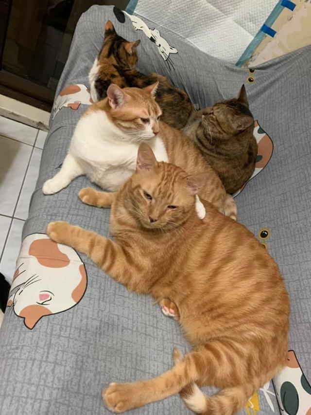 小哥养了14只猫3只狗，每次喂食都被围堵，像是在黑帮谈判