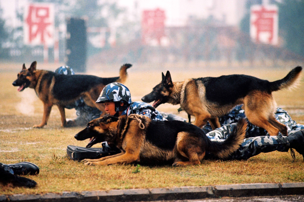 警犬德国牧羊犬训练中