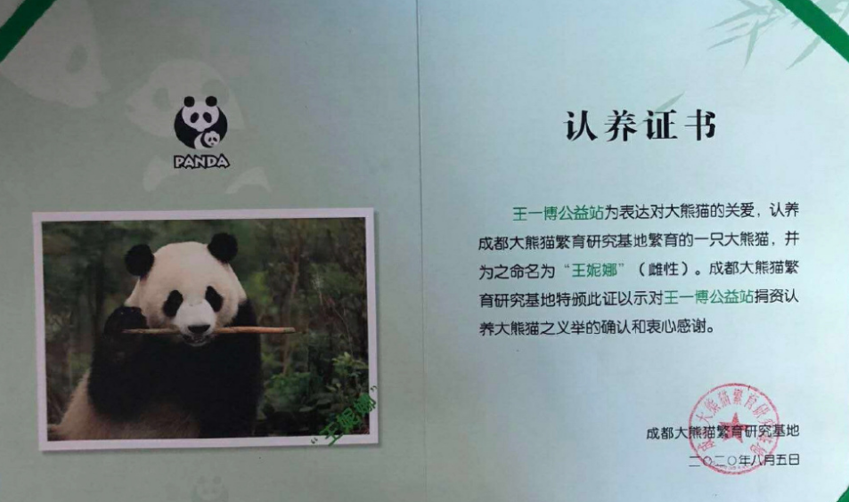 王一博公益站为爱豆圆梦,认养熊猫取名"王妮娜",喜欢极限和本尊一样拽
