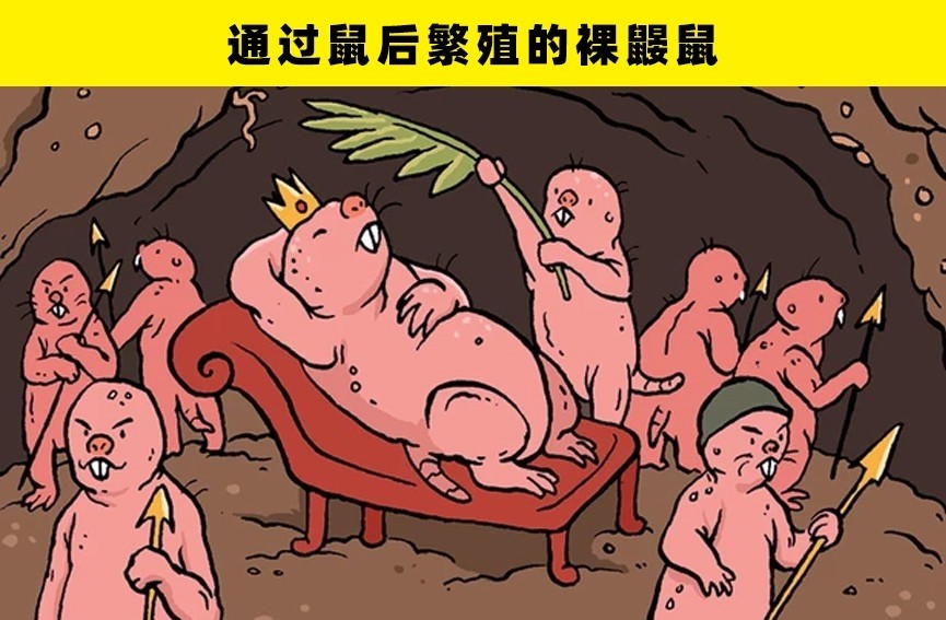 大自然中的5种动物独特的繁殖方式