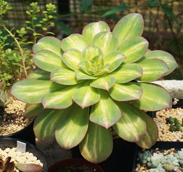 璀璨耀眼庄重素雅的莲花掌,中斑莲花这么养护,色彩