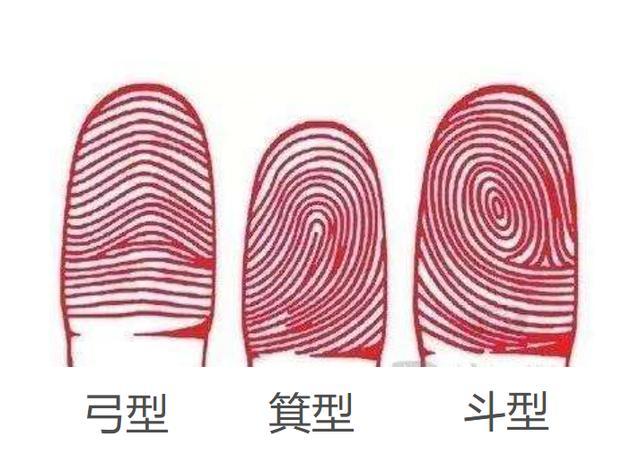 指纹纹路有三种基本形状: 斗型,弓型和箕型,它是皮下组织对指肚表皮顶