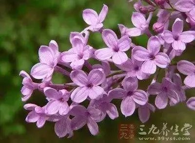 “头号养胃王”！饭前吃一粒，缓解胃疼，抑制幽门螺杆菌！