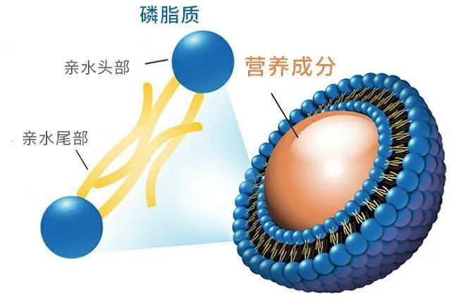 “头号养胃王”！饭前吃一粒，缓解胃疼，抑制幽门螺杆菌！
