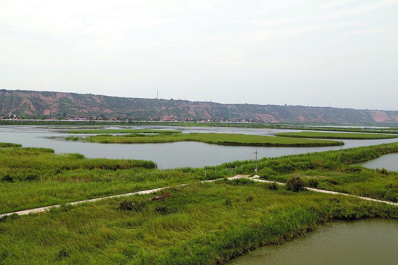 生态绿洲洼地起 千亩荒滩换新颜——大荔县全……