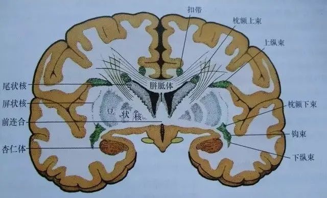 解剖|解惑:放射冠与半卵圆中心的区别