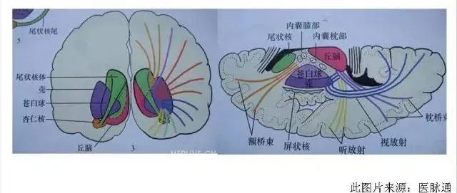 解剖|解惑:放射冠与半卵圆中心的区别