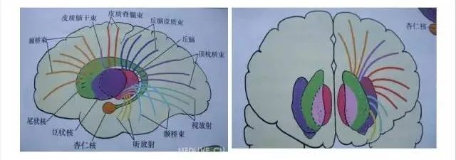 解剖|解惑:放射冠与半卵圆中心的区别