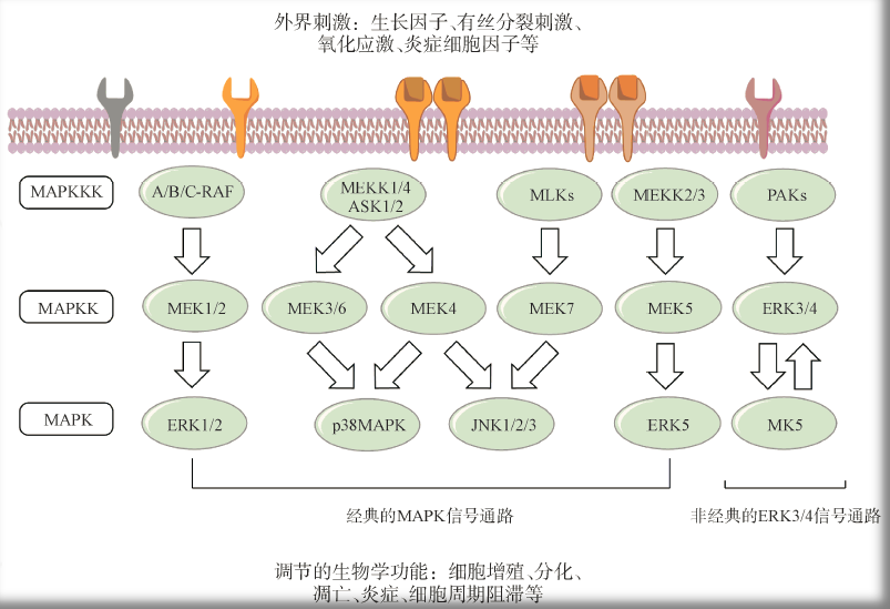 ras-raf-mek-erk:经典肿瘤信号通路的全线药物