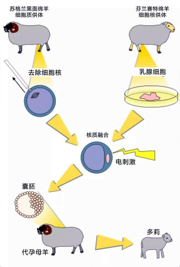 克隆羊多莉产生过程图解