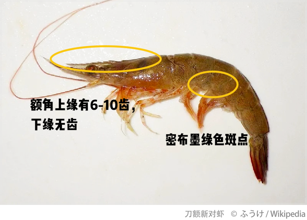 比较常见的「基围虾」是刀额新对虾,长毛对虾这两个物种, 一般从南方