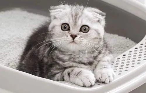 猫咪如厕学问多，铲屎官知道怎么选择合适的猫砂盆和猫砂吗？