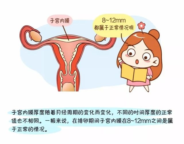 子宫内膜功能层出现周期性变化,每28天左右发生一次内膜的剥脱与出血