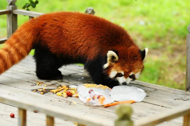 冰块里面都是小熊猫爱吃的食物