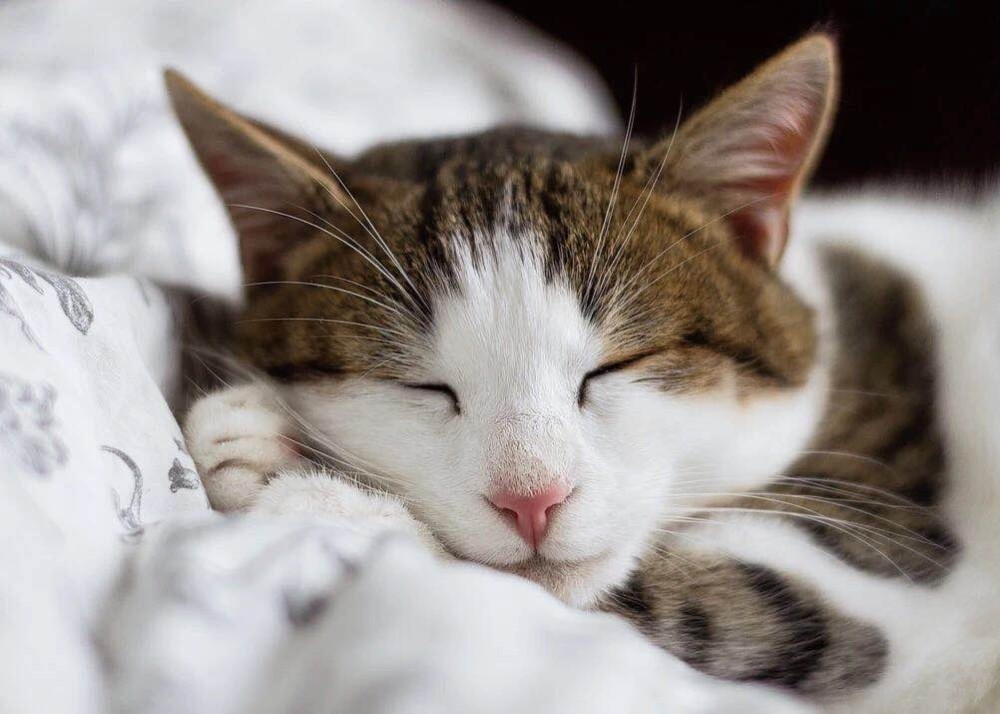 猫咪突然流口水又粘人,我以为是它嘴馋,没想到差点害了它!