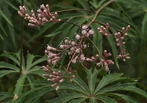 一味草药,活血止痛!可治四肢麻木,全身骨痛