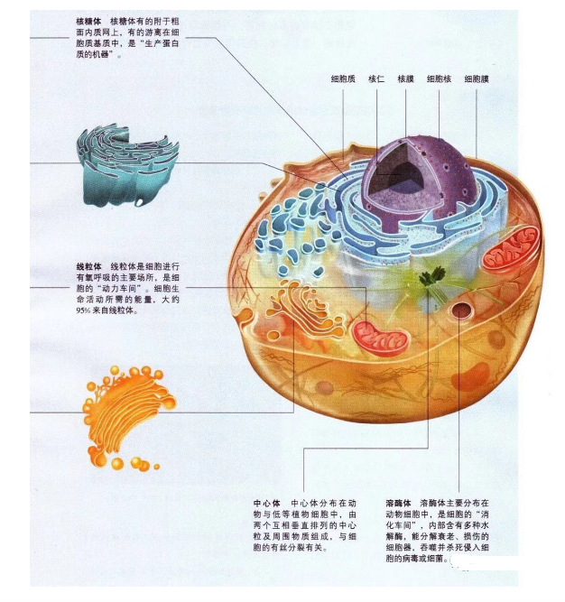 叶绿体,核糖体,溶酶体,中心体,内质网,高尔基体,液泡)外,还有其他不