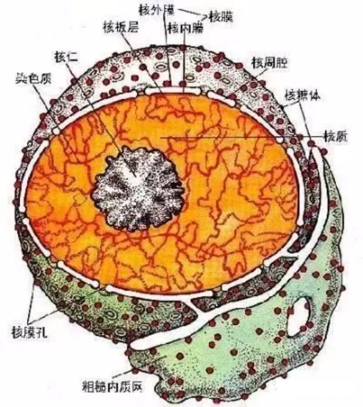 【生物】干货|那些重要的细胞结构图!超详细!