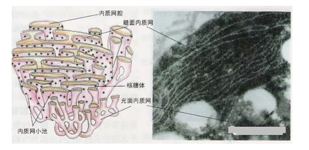 3.内质网