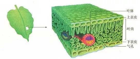 生物干货那些重要的细胞结构图超详细