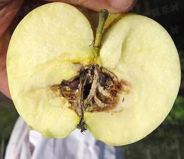 超50％白血病患者16岁以下，饮食因素占大头，下列水果最好少吃