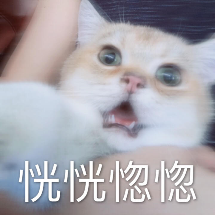 表情包:可爱猫咪mua