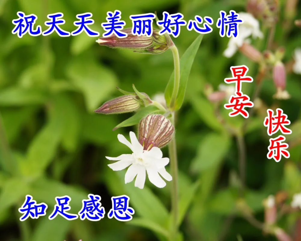 微信朋友圈早安问候语图片带字温馨11张唯美漂亮的早晨祝福语图片大全