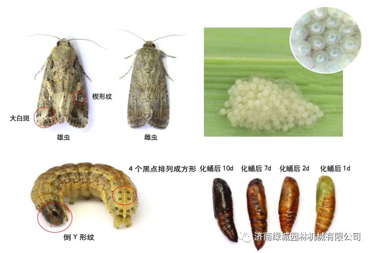 草地贪夜蛾危害主要是幼虫危害,会吃食玉米,水稻,甘蔗,花生等多种作物