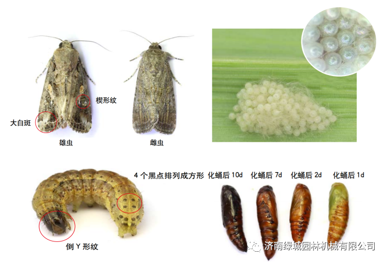 如何区分草地贪夜蛾粘虫斜纹夜蛾地老虎-园林植物病虫害防治技术科普