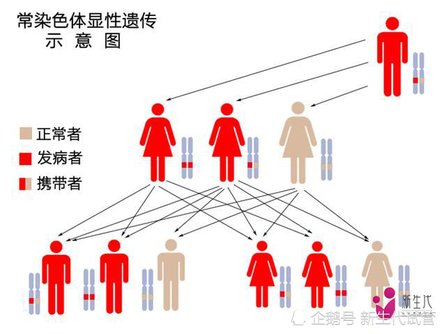 常染色体显性遗传病能不能做三代试管婴儿