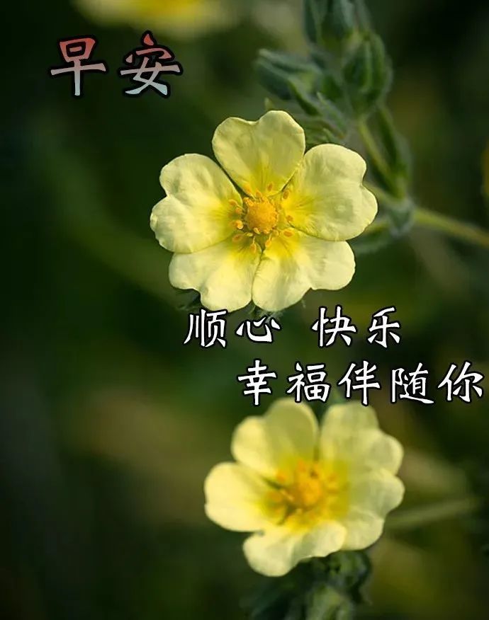 2021新版早上好图片带鲜花带祝福,新版微信清晨早安图片带字暖心语录