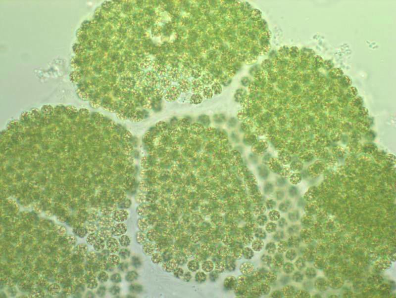 微囊藻.