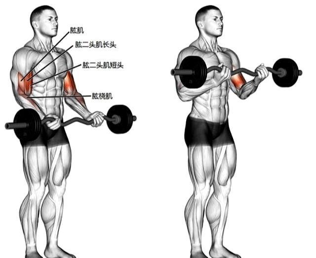 练出山峰一样的肱二头肌,提升手臂围度的7个方法