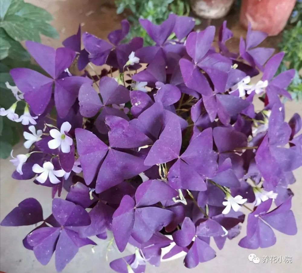 紫色的酢浆草,叶形似"蝴蝶,随风起舞真美丽