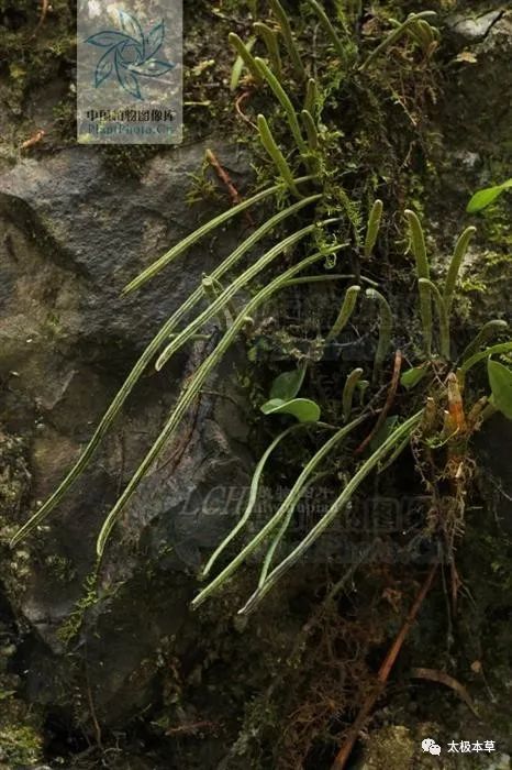 卧龙草,见过吗?清热,利湿,明目.主肺热咳嗽,咽喉肿痛