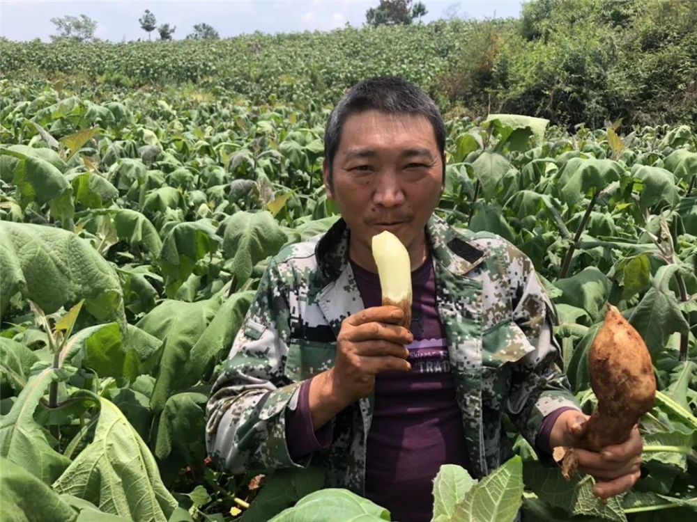 云南地区大量雪莲果上市急盼销路,甘甜可口,脆爽多汁!恳请您爱心助力!