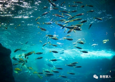 胡辣铺随笔 大海鱼世界