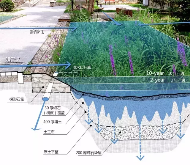 3分钟学习什么是生态植草沟各种城市雨洪管理解决方案