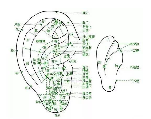 耳朵的秘密,让人吃一惊呢!速看