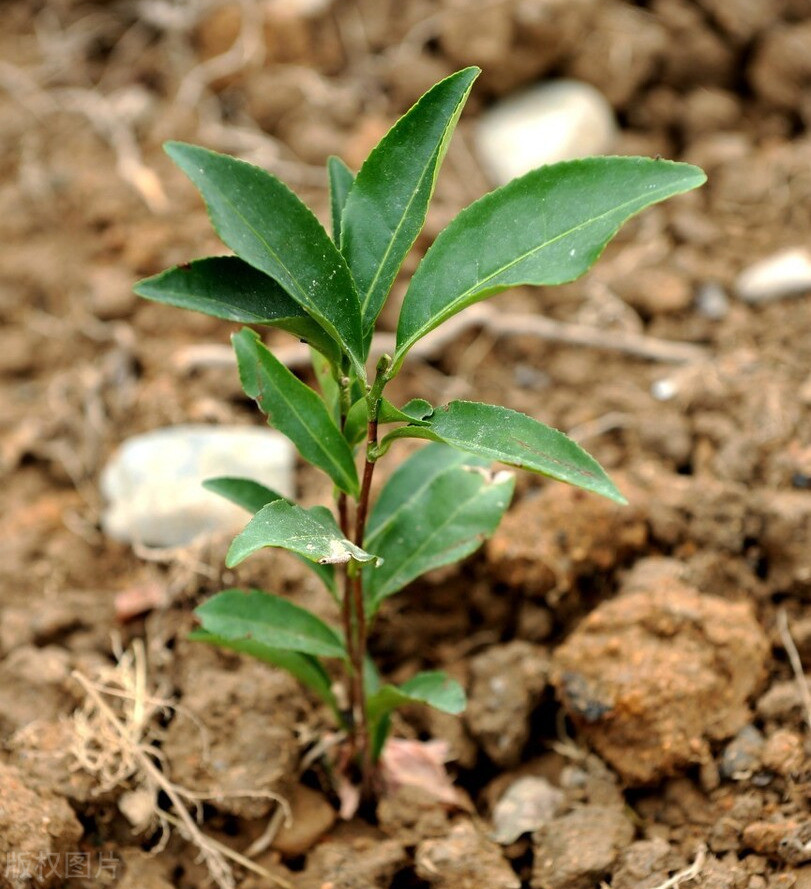 茶苗移栽后如何提高成活率?掌握这4种方法,茶树轻松成园无死苗