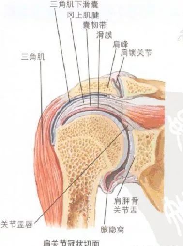 肩周疾患之肩峰下滑囊炎