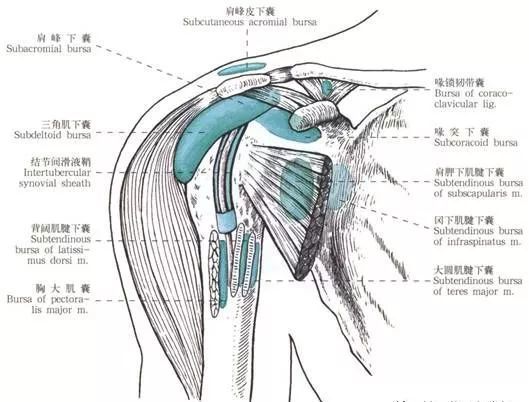 肩周疾患之肩峰下滑囊炎